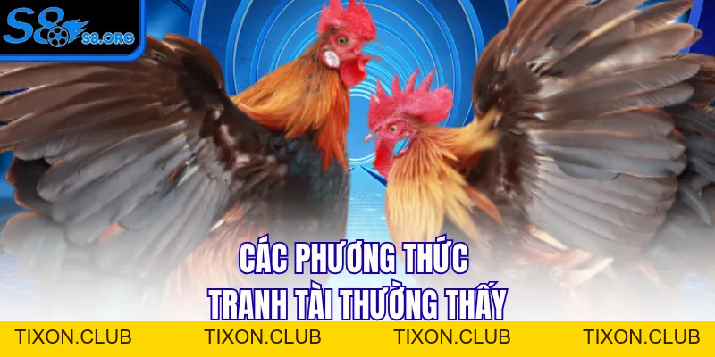 Đá Gà Campuchia - Cuộc Chiến Của Những Chiến Binh Dũng Cảm - Tixon