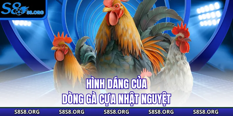 Cựa Nhật Nguyệt - Siêu Phẩm Thần Kê Mọi Nhà Đều Muốn Sở Hữu - Tixon