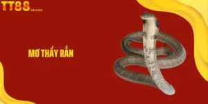 Blog TT88 – Trang Kiến Thức Toàn Diện Cho Người Mới Lẫn Pro - Tixon