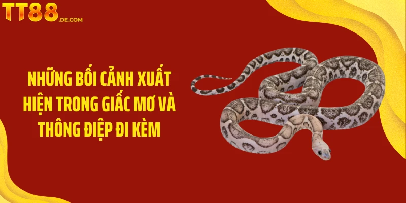 Mơ Thấy Rắn Mang Điềm Lành Hay Dữ Với Chủ Nhân Giấc Mơ - Tixon