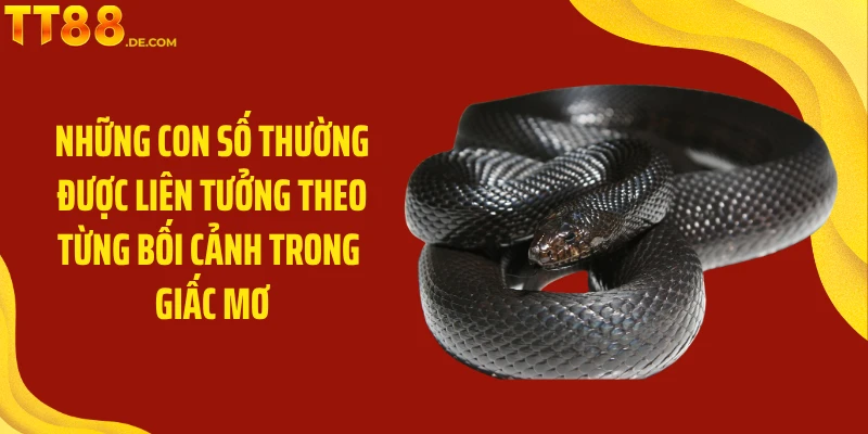 Mơ Thấy Rắn Mang Điềm Lành Hay Dữ Với Chủ Nhân Giấc Mơ - Tixon