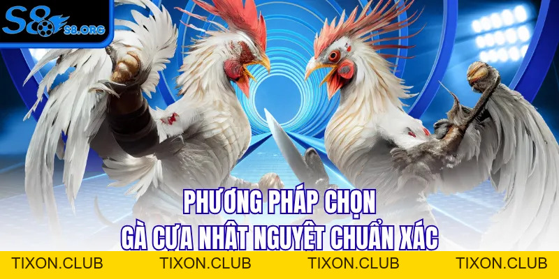 Cựa Nhật Nguyệt - Siêu Phẩm Thần Kê Mọi Nhà Đều Muốn Sở Hữu - Tixon